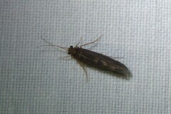Polycentropodidae