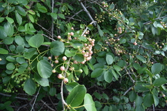 Cordia dichotoma