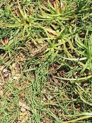 Heteropternis rufipes