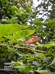 Anartia amathea