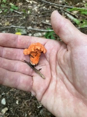 Cantharellus cinnabarinus