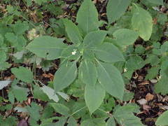 Impatiens parviflora