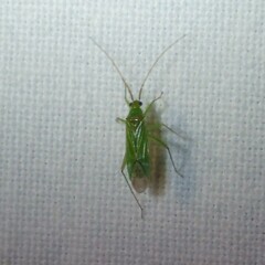 Blepharidopterus angulatus