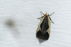 Dichomeris flavocostella