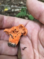 Cantharellus cinnabarinus