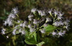 Chromolaena odorata