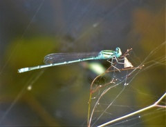 Pseudagrion decorum