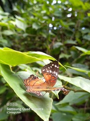 Anartia amathea