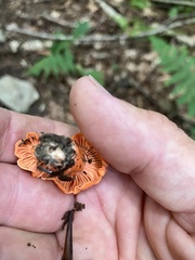 Cantharellus cinnabarinus