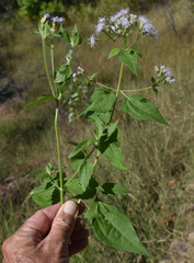Chromolaena odorata