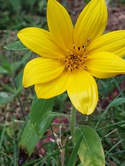 Helianthus divaricatus