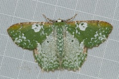 Eucyclodes albisparsa