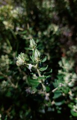 Phylica buxifolia