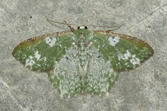 Eucyclodes albisparsa