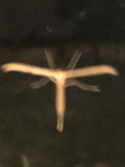 Emmelina monodactyla