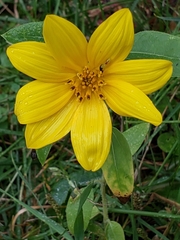 Helianthus divaricatus