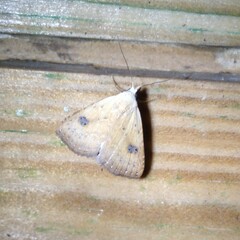 Rivula sericealis