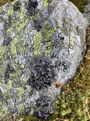 Umbilicaria cylindrica