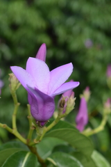 Cryptostegia