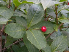 Lonicera alpigena