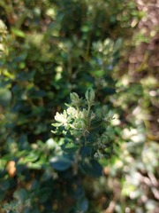 Phylica buxifolia
