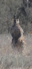 Macropus giganteus
