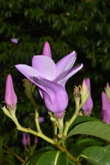 Cryptostegia