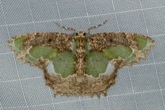 Eucyclodes discipennata