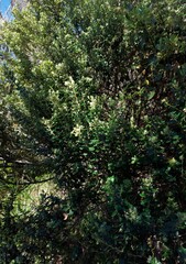 Phylica buxifolia