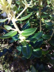 Phylica buxifolia