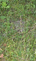 Linum medium texanum