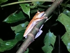 Rhacophorus margaritifer