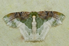 Eucyclodes semialba