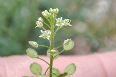 Lepidium virginicum