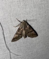 Brachylomia viminalis