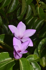 Cryptostegia