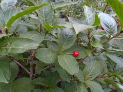 Lonicera alpigena