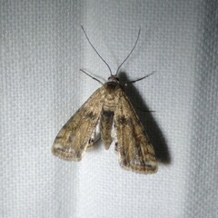 Cataclysta lemnata
