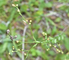 Linum medium texanum