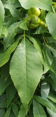 Carya ovata