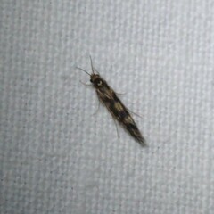 Agraylea