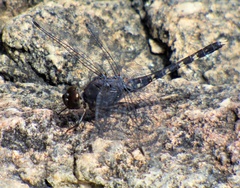 Bradinopyga geminata