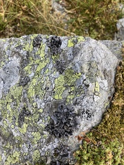 Umbilicaria cylindrica