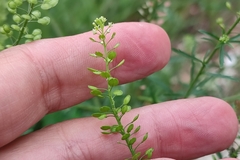 Lepidium virginicum