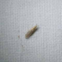 Phyllonorycter quercifoliella