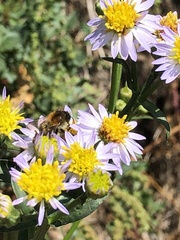 Tripolium pannonicum