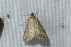 Sitochroa chortalis
