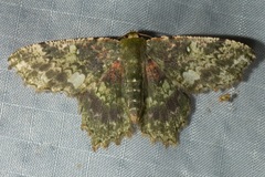 Paramaxates polygrapharia