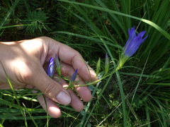 Gentiana pneumonanthe