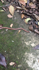 Sinomicrurus annularis